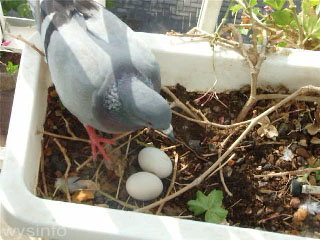 Mother pigeon with two eggs